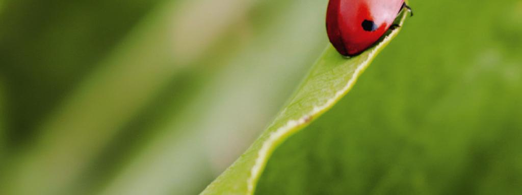 #2 Bescherming van biodiversiteit en bodem