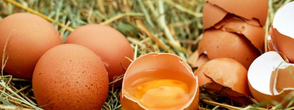Engagement sur les oeufs alternatifs