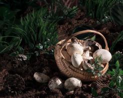 Ciuperci – valori nutritive și alegerea lor corectă