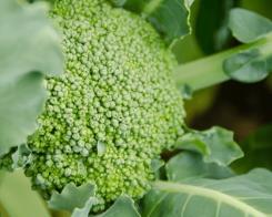 Beneficiile consumului de broccoli