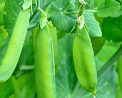 Mazărea verde - boabele pline de sănătate