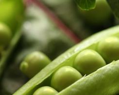 Mazărea verde – mâncarea regilor