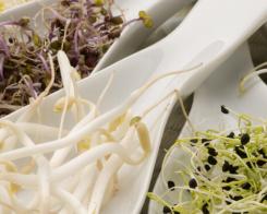 Mugurii – puterea vitaminelor