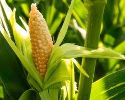 Porumbul - legume fără gluten