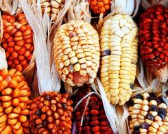 Populaţia Maia scria pe porumb?