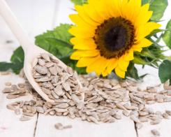 Seminţe de floarea soarelui – un aperitiv gustos şi nutritiv