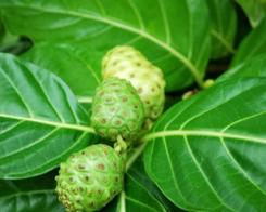 Sucul de noni: aminoacizi şi vitamine cu proprietăţi medicinale