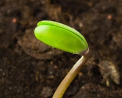 Белтъчините в бобовите растения