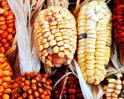 Дали маите са писали върху царевицата?