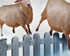 Диета и здравословен сън благодарение на въглехидрати и царевица