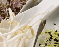 Кълновете – силата на витамините. Броколи, леща, соя и други