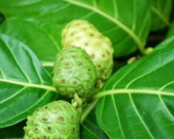 Нони - индийска черница или древния аспирин