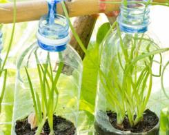 Отглеждане на спанак и други зеленчуци в контейнери