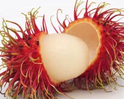 Рамбутан или слива с иглички