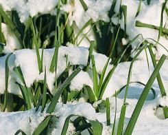 Здравословно хранене през зимата – силен  имунитет с броколи, чесън и моркови