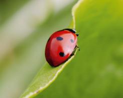 #2 Bescherming van biodiversiteit en bodem