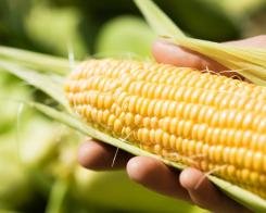 El cultivo responsable de maíz, clave para el planeta