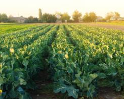 A sustentabilidade cultiva-se