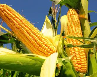 Maiz, el secreto de tus ensaladas: 5 ideas sencillas y refrescantes de ensaladas de maíz 