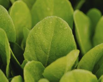 Ein Frischekick für euer Obst und Gemüse!