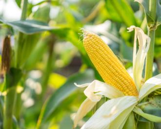 Las Mejores Recetas con Maíz 