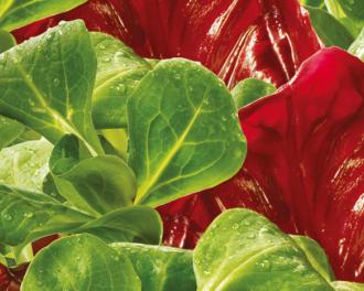 Descubre qué vitaminas puedes encontrar en las verduras