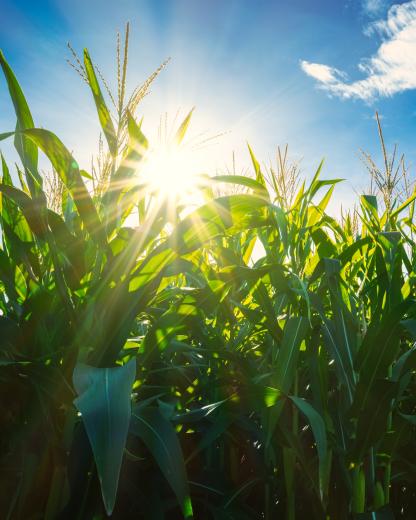 B!Pact: Unser Nachhaltigkeitsprogramm