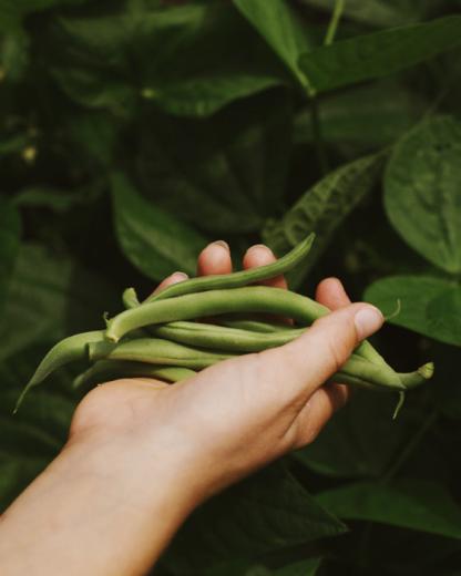 Le durable, ça se cultive !