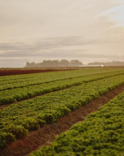 Garantie de la qualité de nos légumes