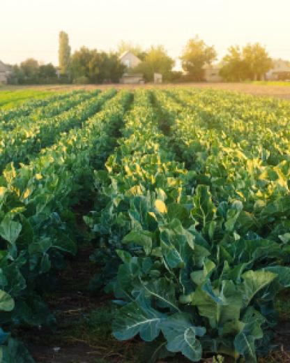 La sostenibilidad se cultiva