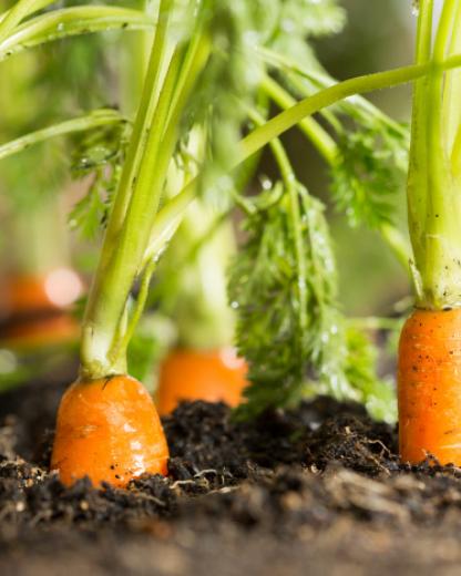 Priorité au zéro déchet