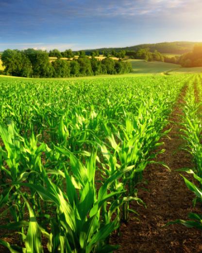 Où sont cultivés vos légumes ?