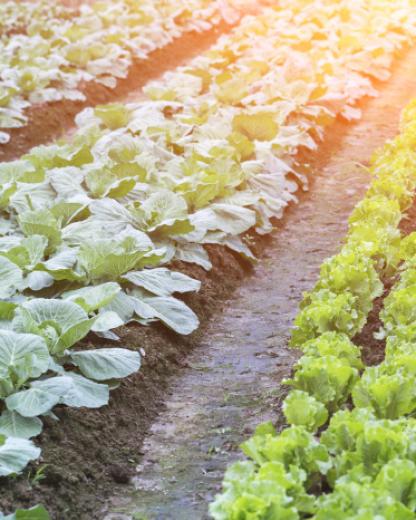 Bonduelle, en el corazón de los territorios