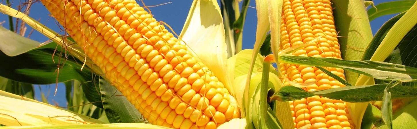 Maiz, el secreto de tus ensaladas: 5 ideas sencillas y refrescantes de ensaladas de maíz 