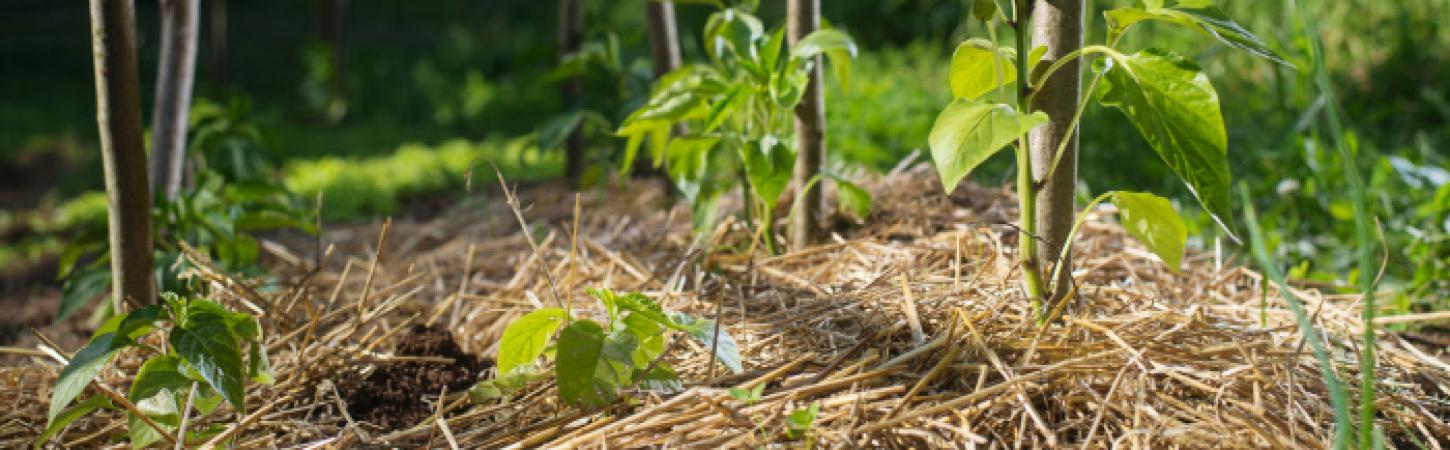 ¿Qué es la permacultura?