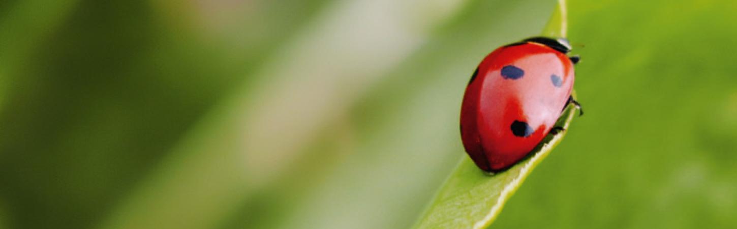 #2 Bescherming van biodiversiteit en bodem