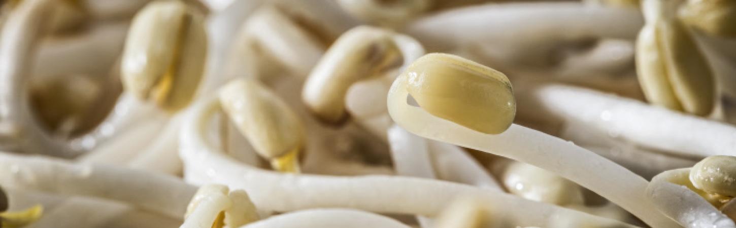 Kiełki fasoli mung – jedyne w swoim rodzaju