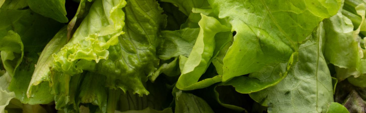 Gartensalat – der Star aller Salate