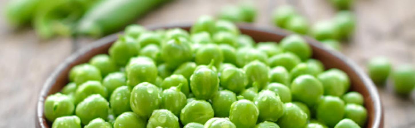 El proceso de cultivo de los guisantes Bonduelle