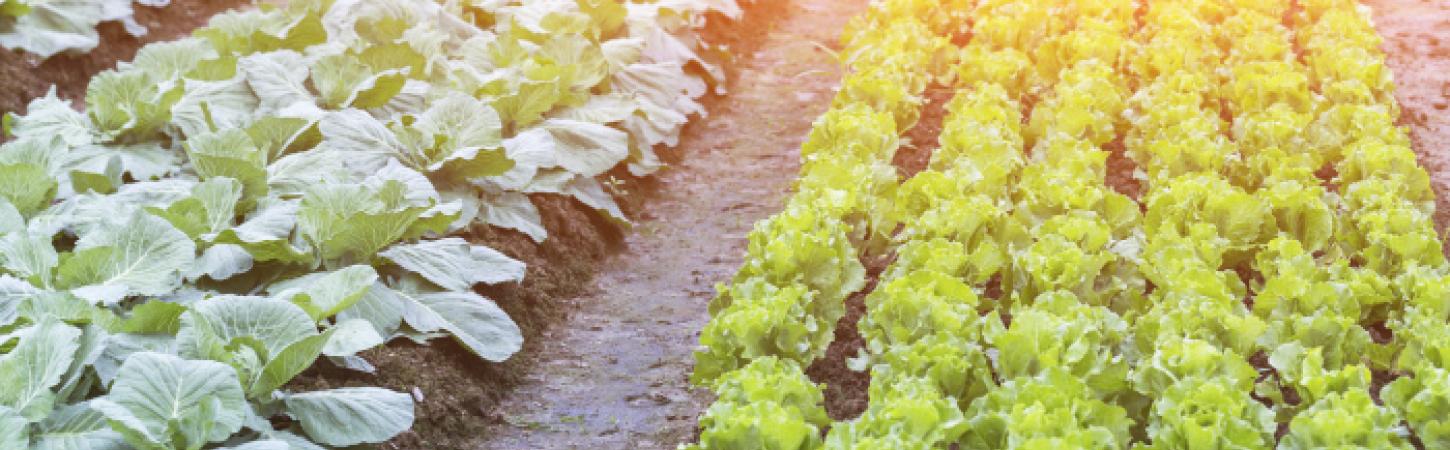 Bonduelle, en el corazón de los territorios