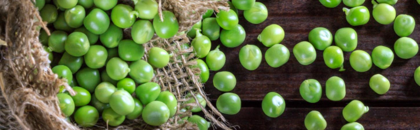 Groszek – ulubiony strączek Polaków