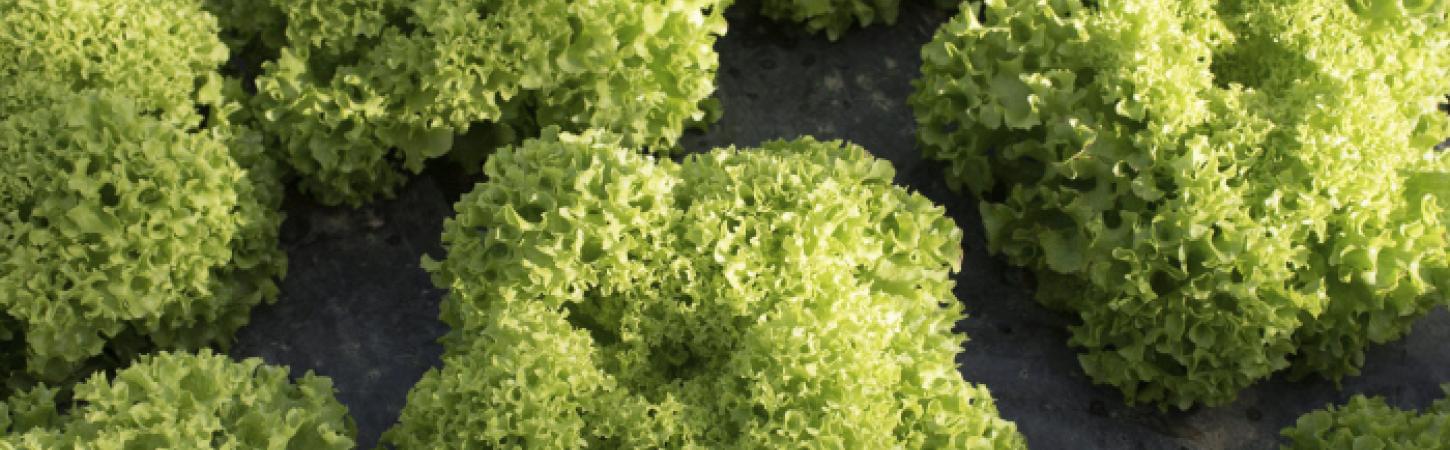 Alimentos locales y de temporada