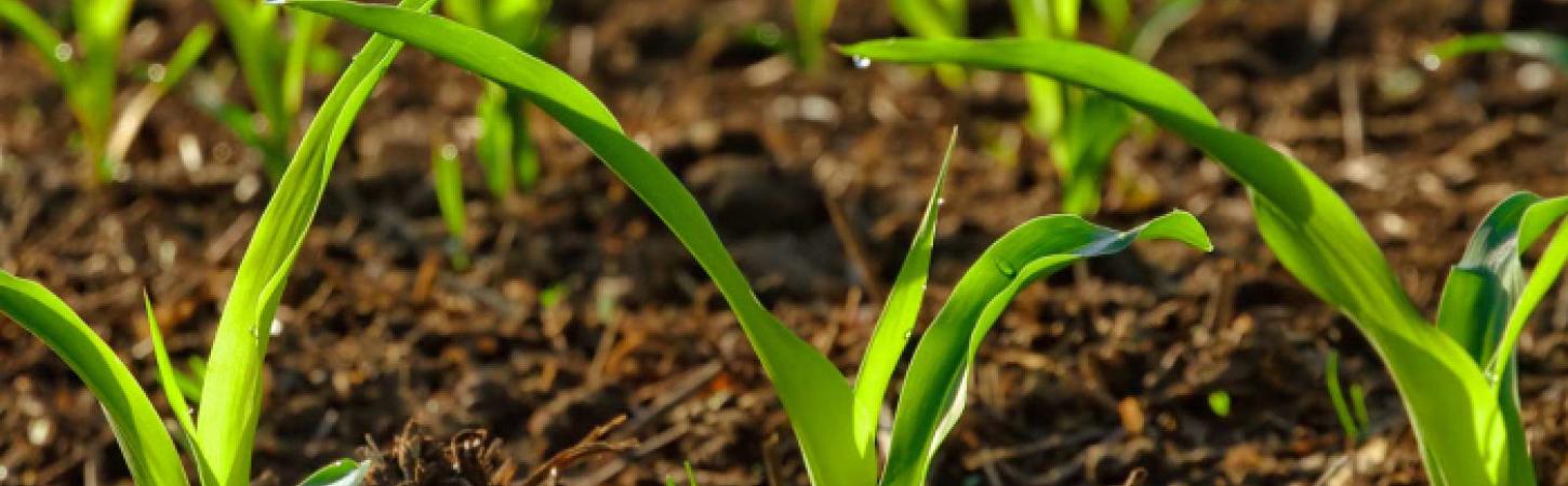 Omezujeme pesticidy v potravinách